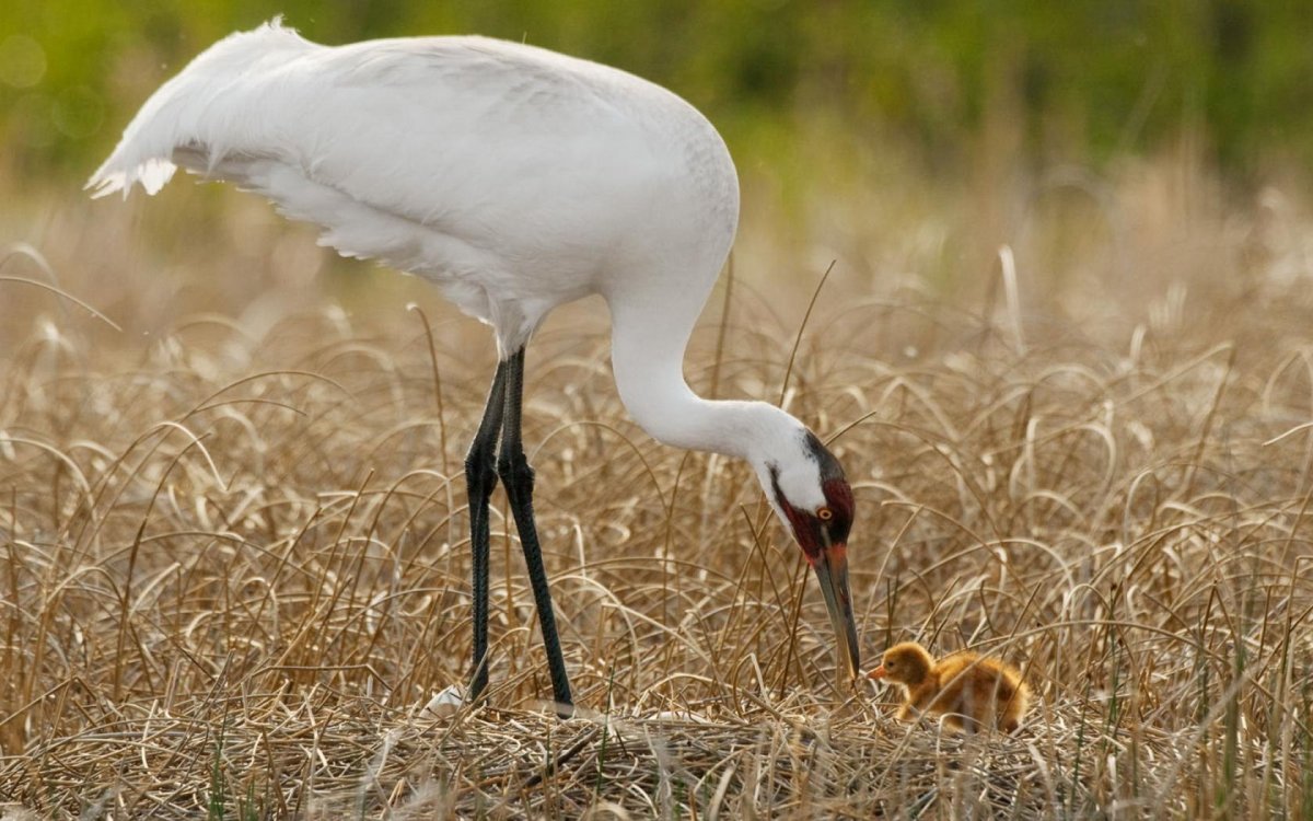 Современный Аист для дизайна логотипа животные иллюстрация