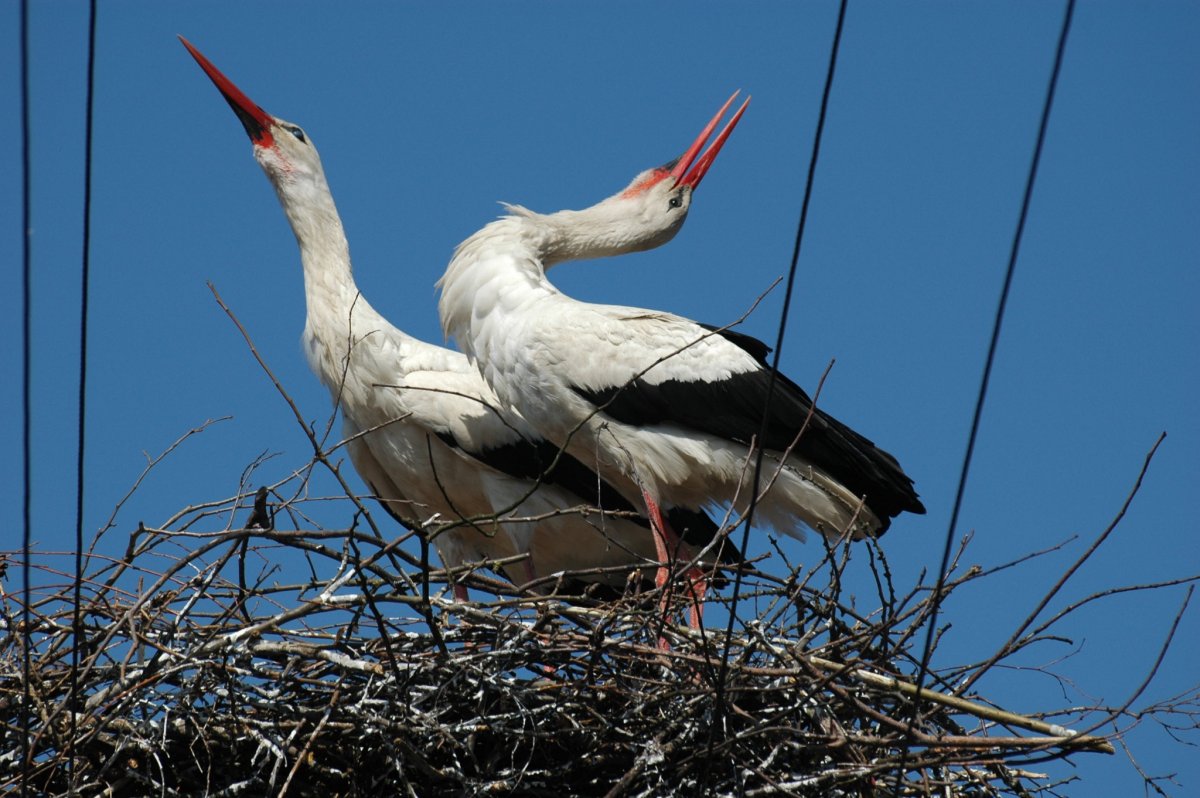 Аист водоплавающая птица