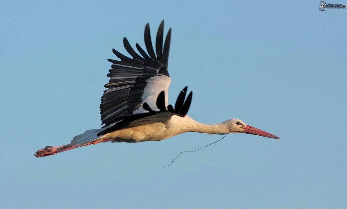 Разнообразие аистов