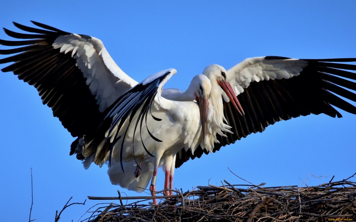 Гнездо журавля