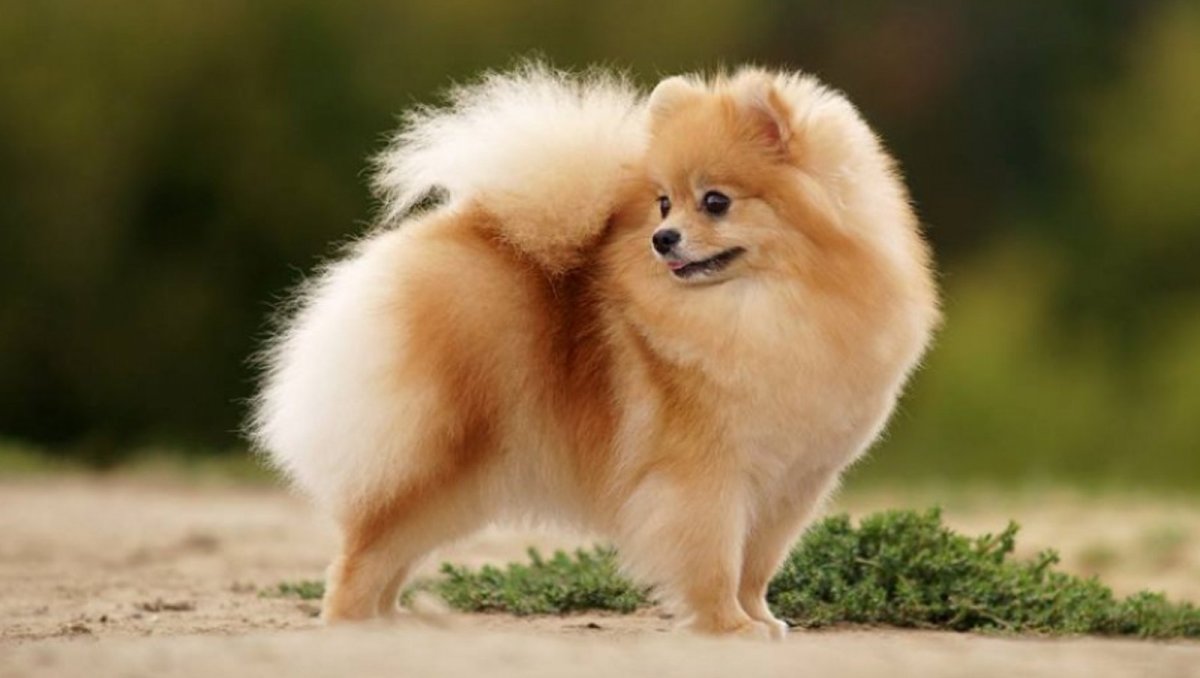 Шпиц померанский карликовый белый