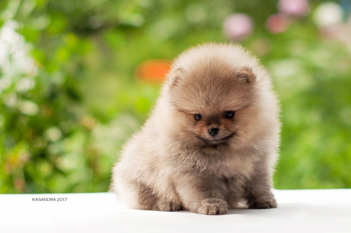 Померанский шпиц Беленький
