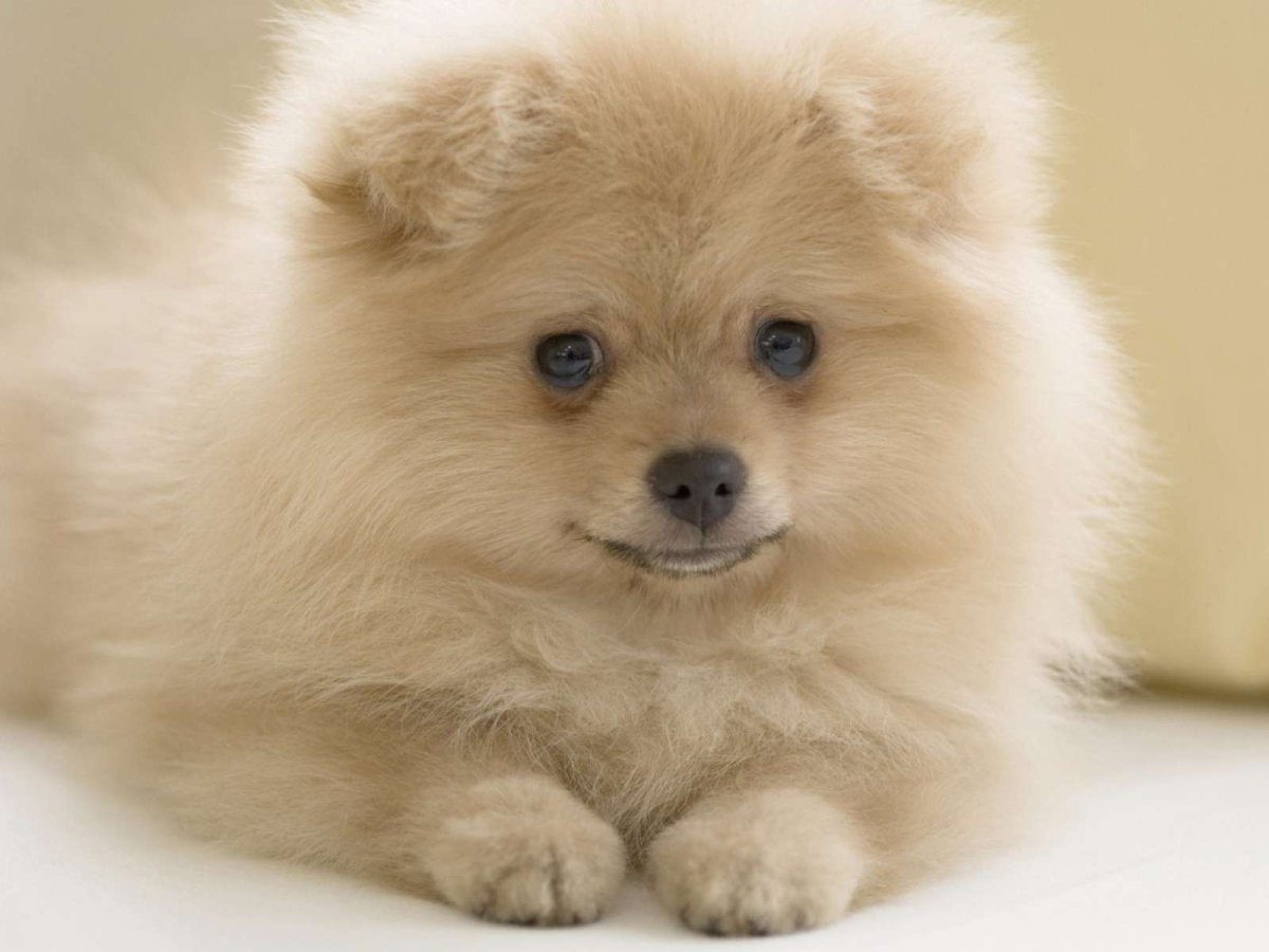 Померанский шпиц Boo