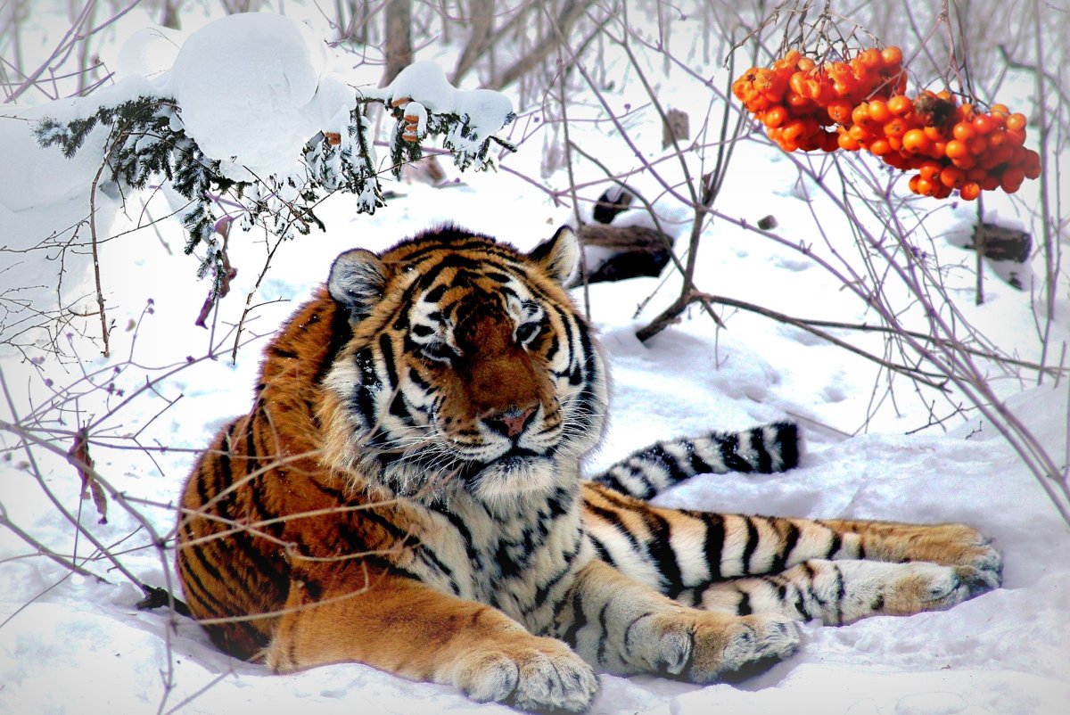 Амурский тигр Хабаровский край