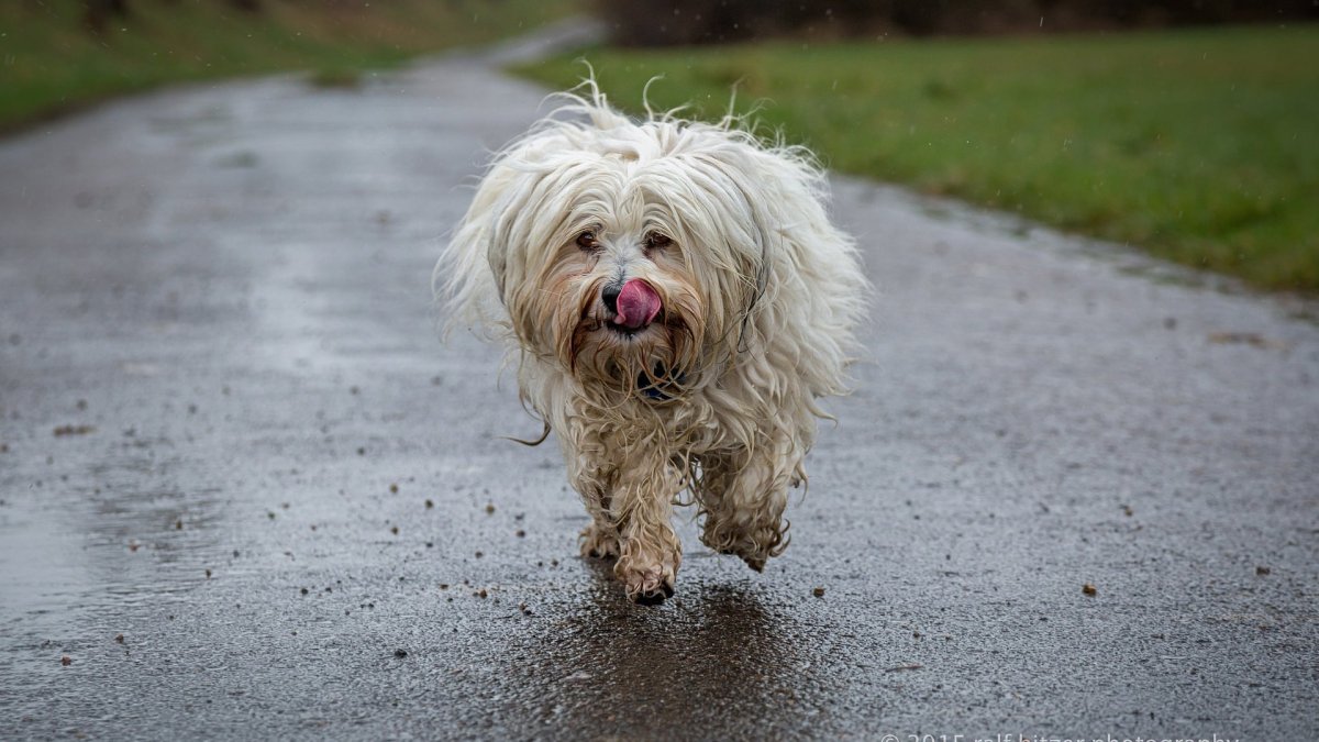 Йоркширский терьер и колли
