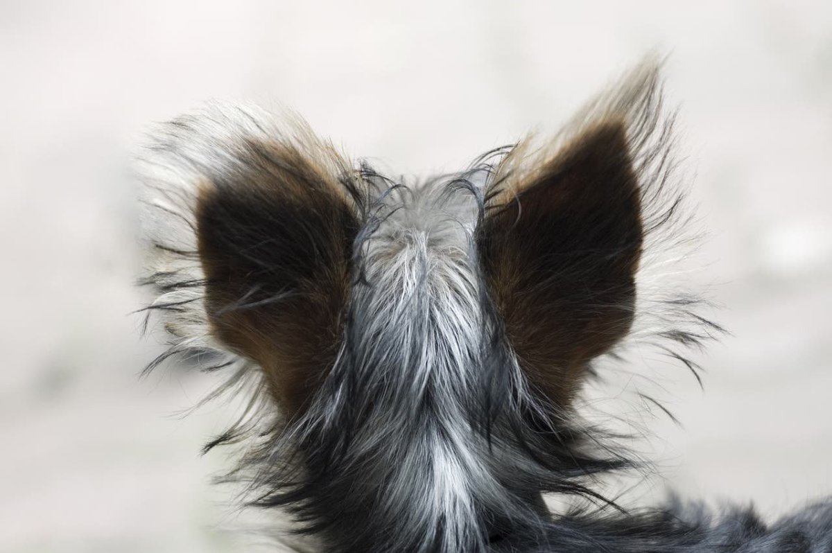 Лохматая собачка