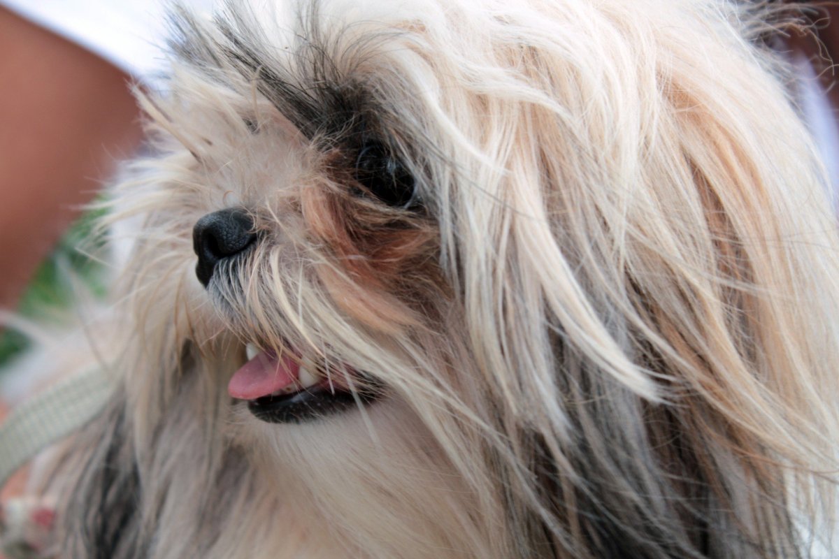 Мэри с собакой