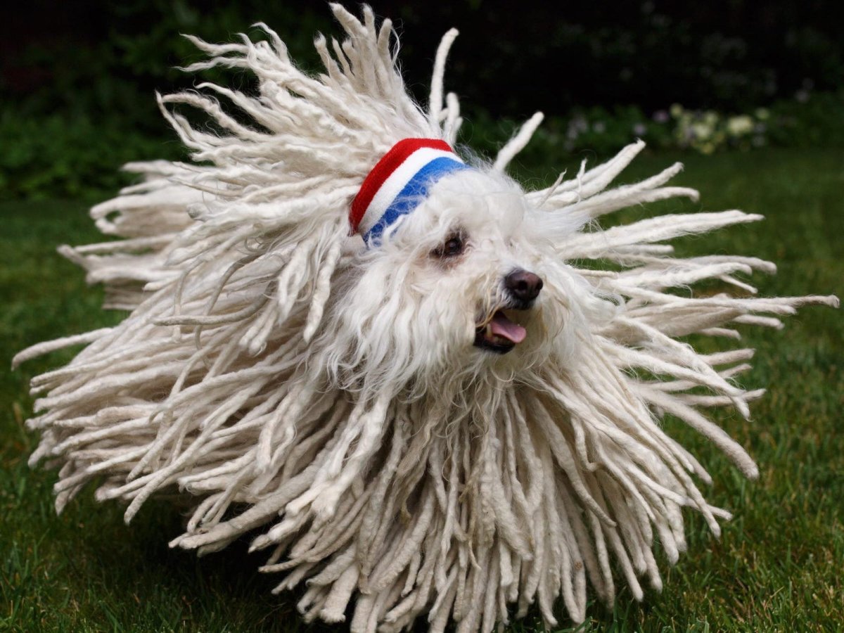 Двойная шерсть у собак