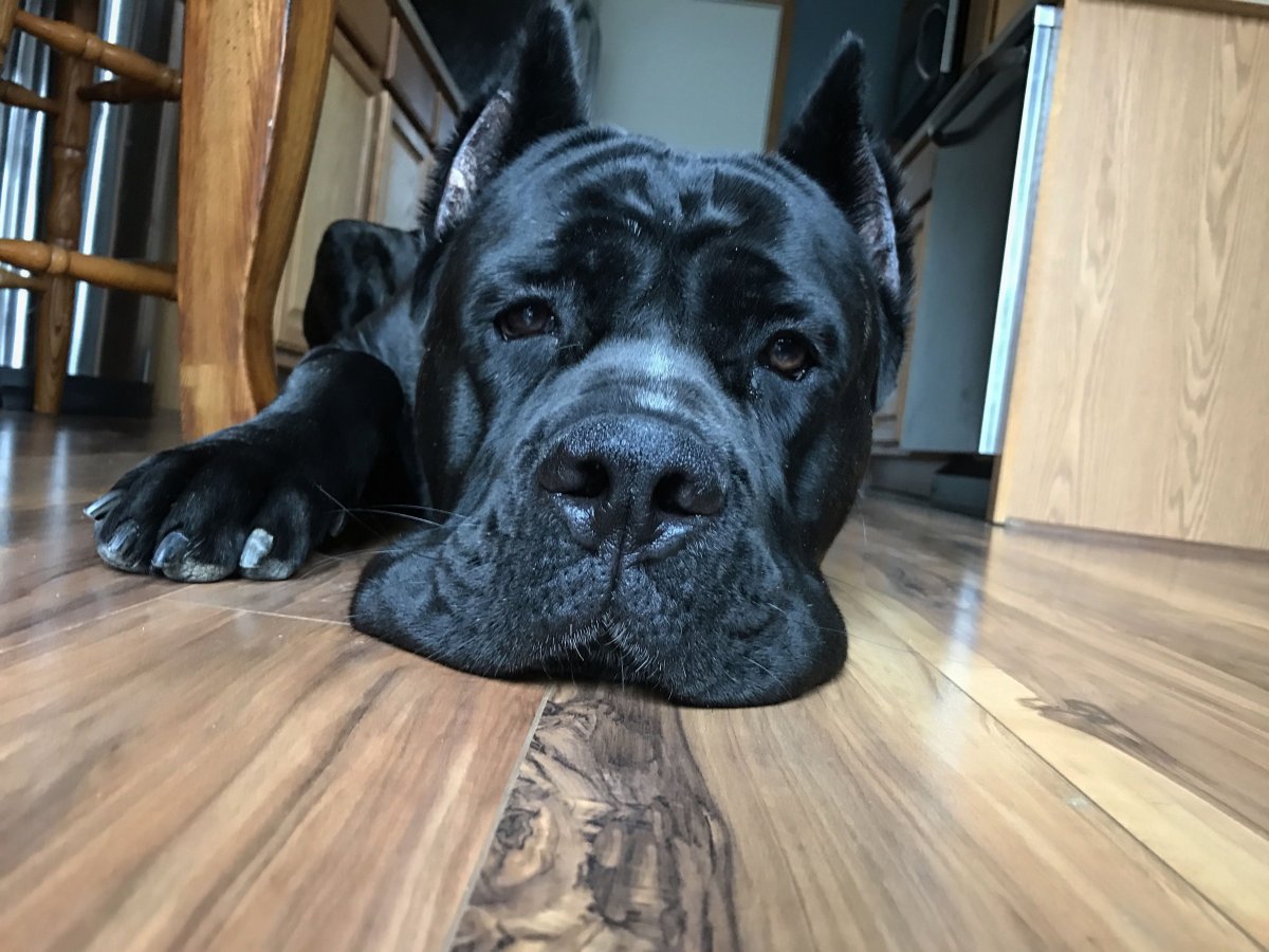 Кане Корсо маленький