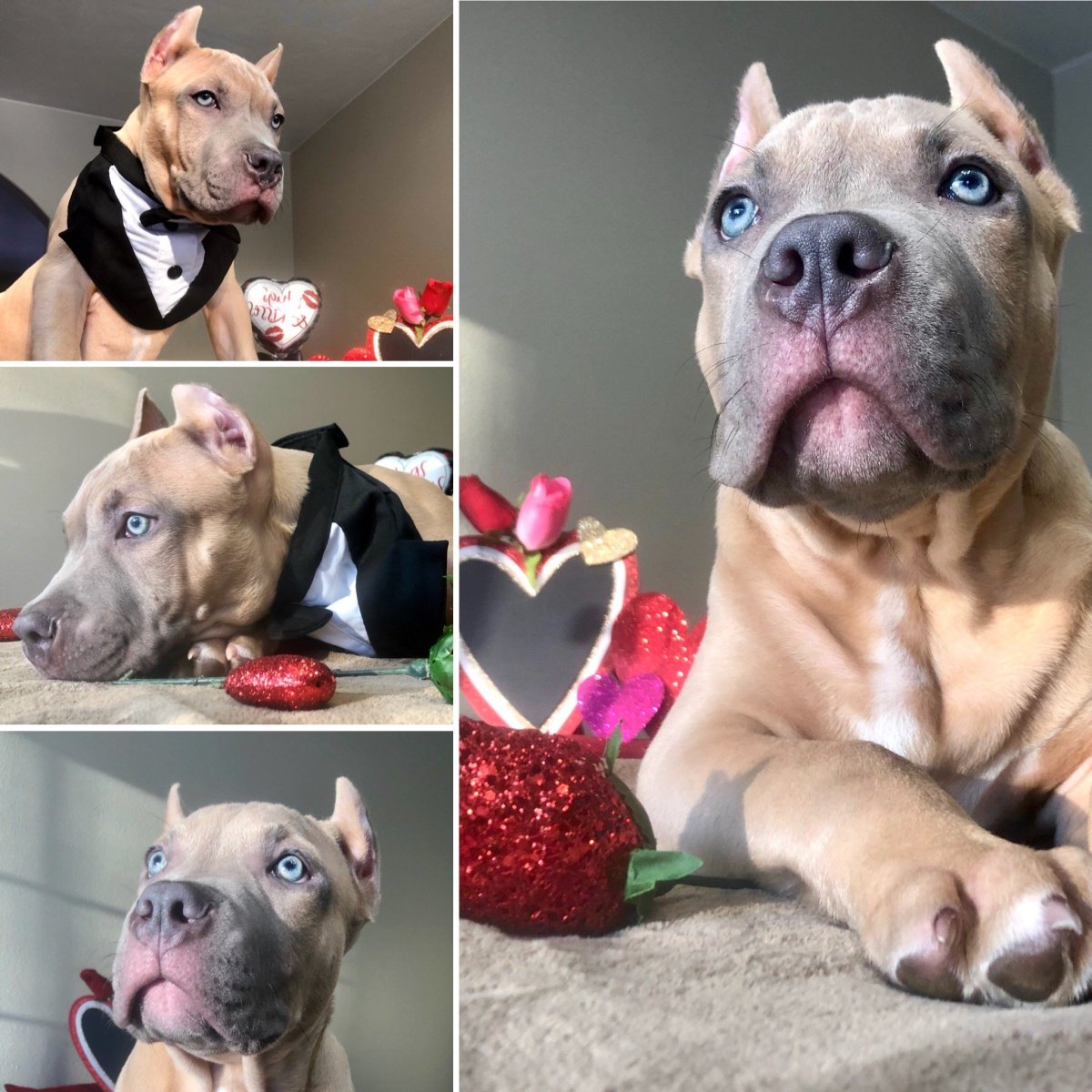 Легендарные питбули