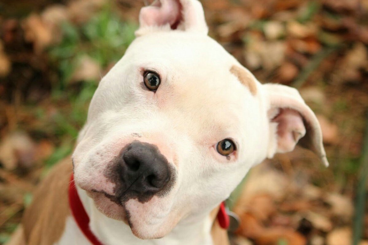 Американский стаффордширский питбультерьер черный