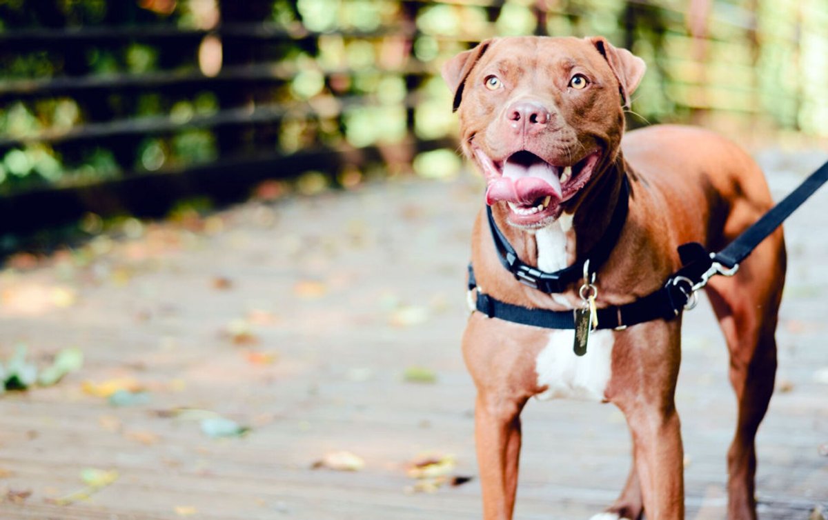 Питбуль Узбекистан