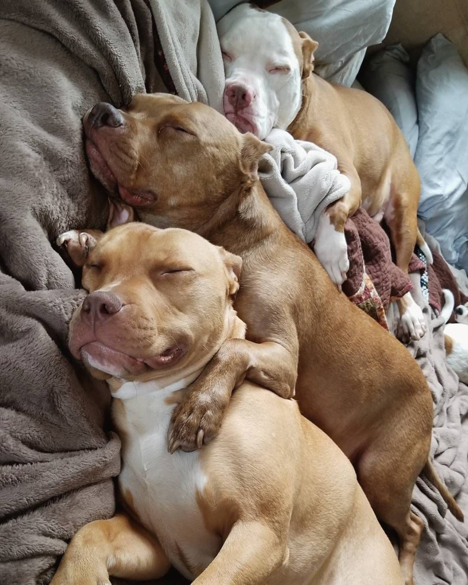 Питбуль щенок