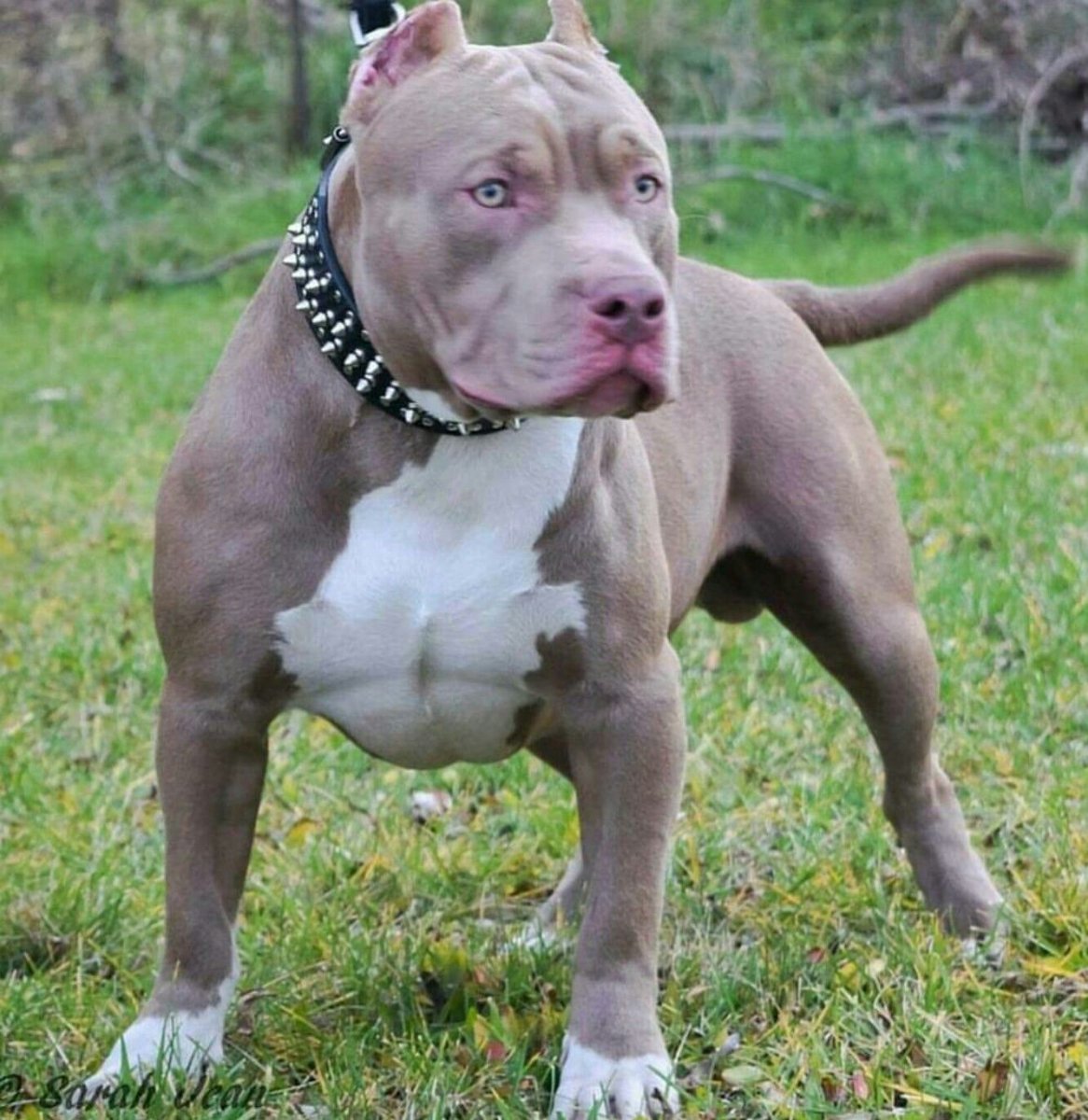 Американский стаффордширский булли