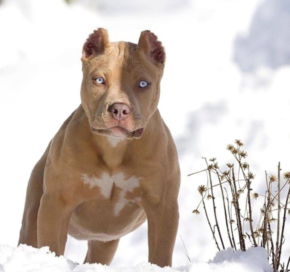 Американский булли мастиф