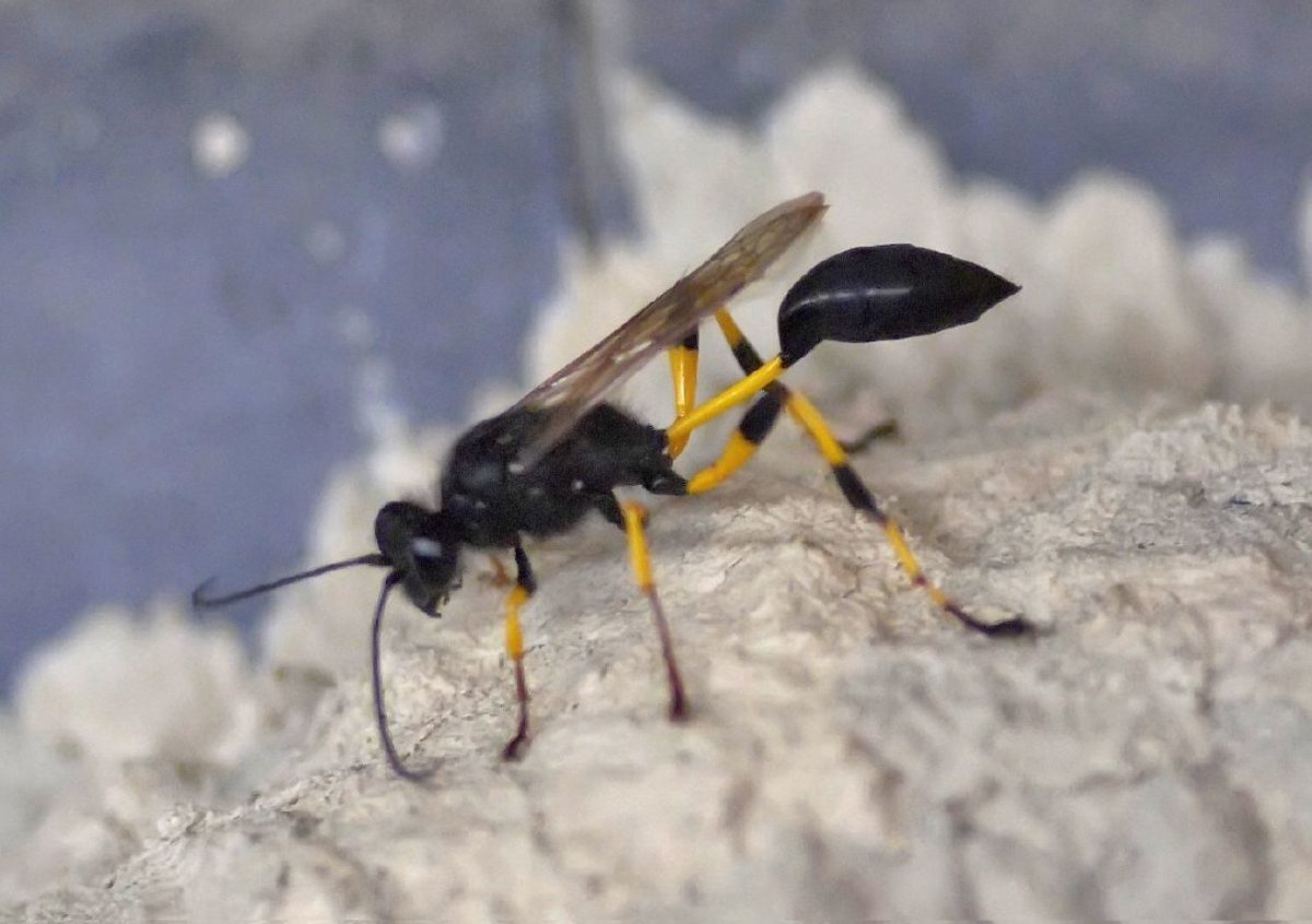 Myrmecia pyriformis