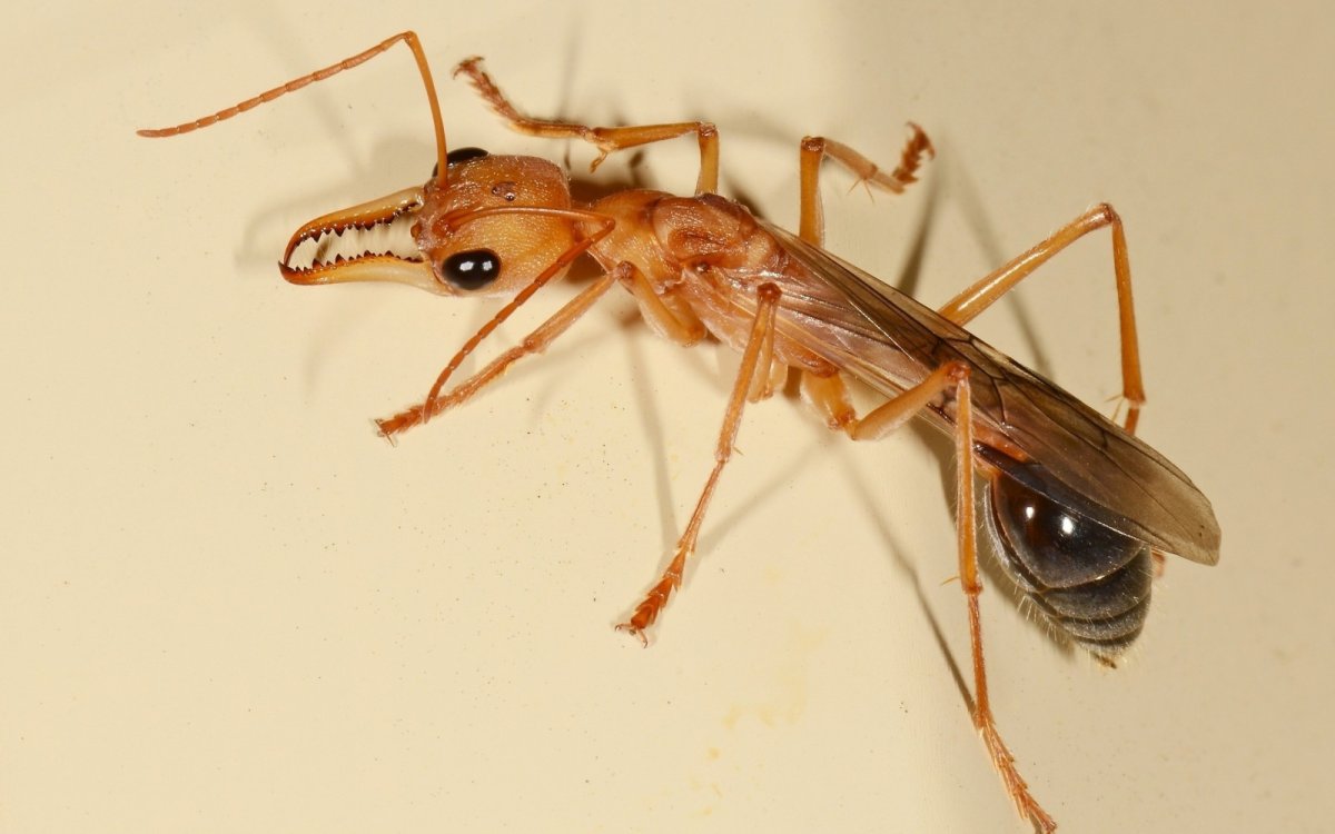 Перепончатокрылые насекомые муравьи