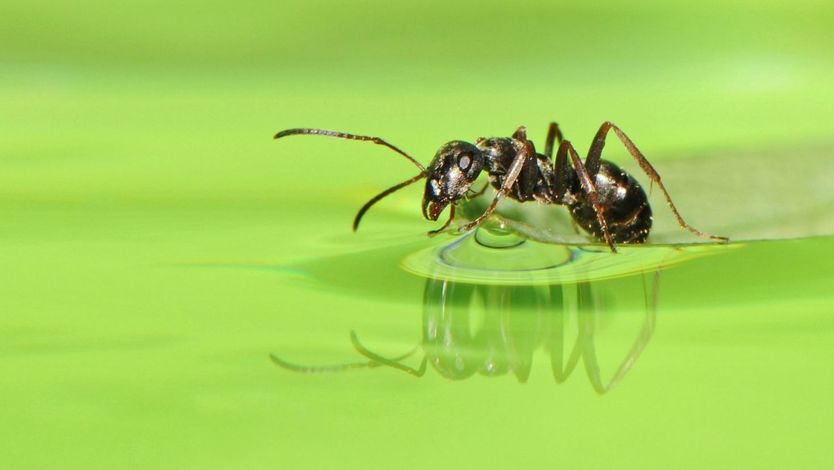 Муравьи фон