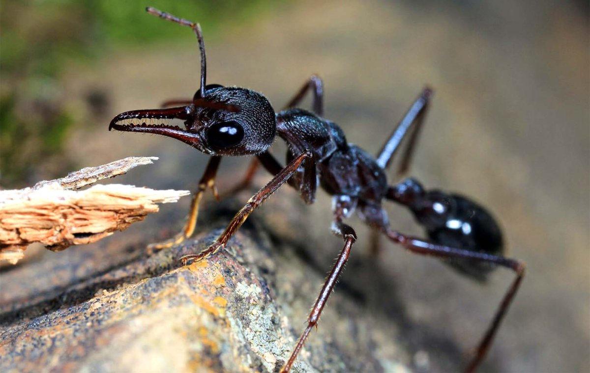 Myrmecia pyriformis
