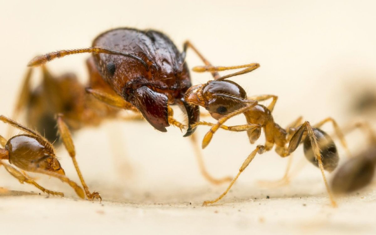 Муравьи воины фейдоле