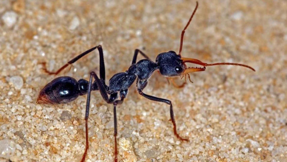 Myrmecia brevinoda