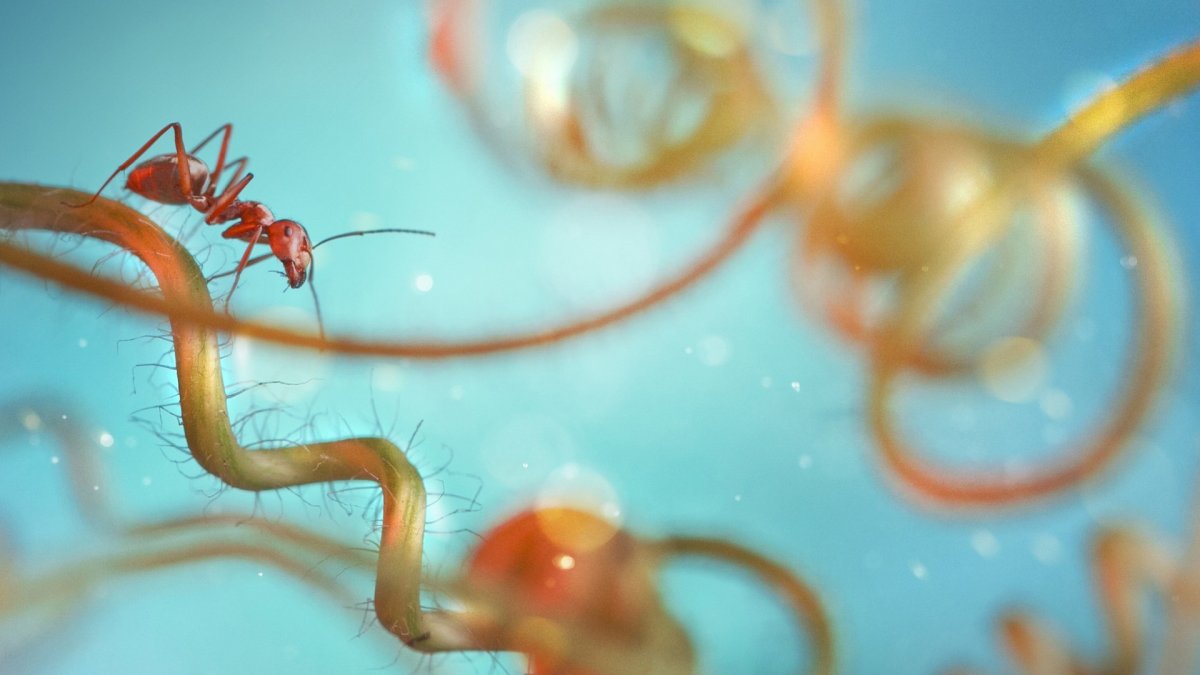 Муравьи обои