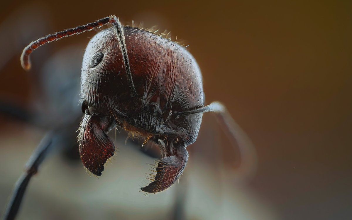 Муравей Макросъемка голова