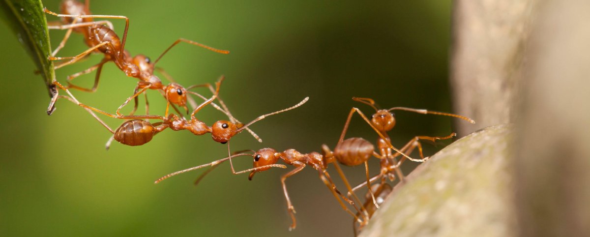 Коллективный разум муравьев