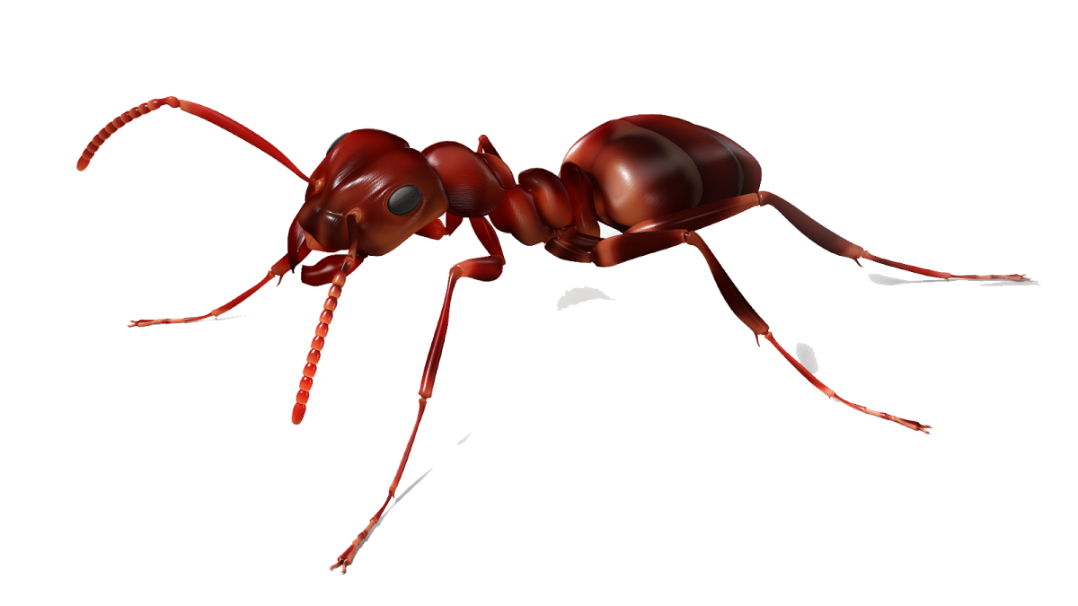Муравей картинка для детей на прозрачном фоне
