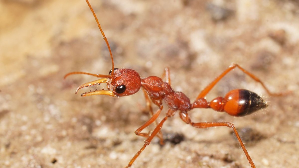 Мирмеции муравьи