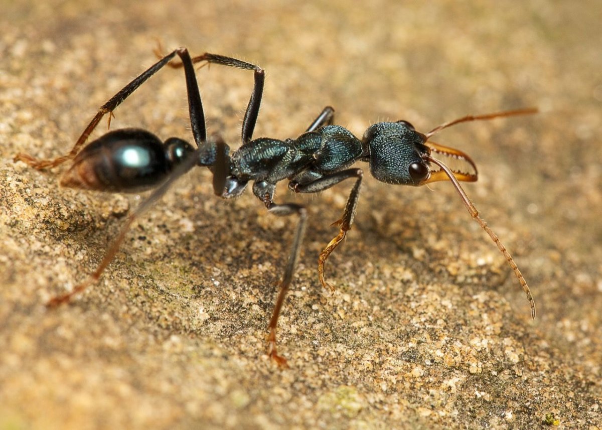 Camponotus consobrinus
