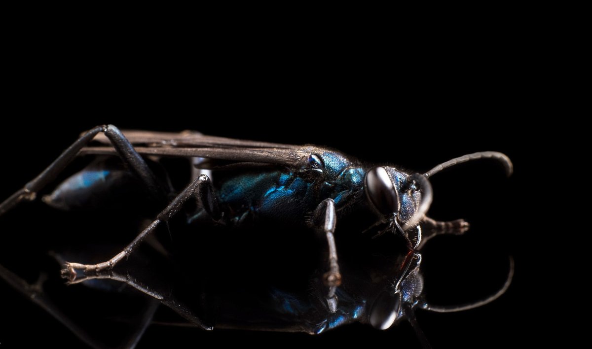 Насекомые на черном фоне