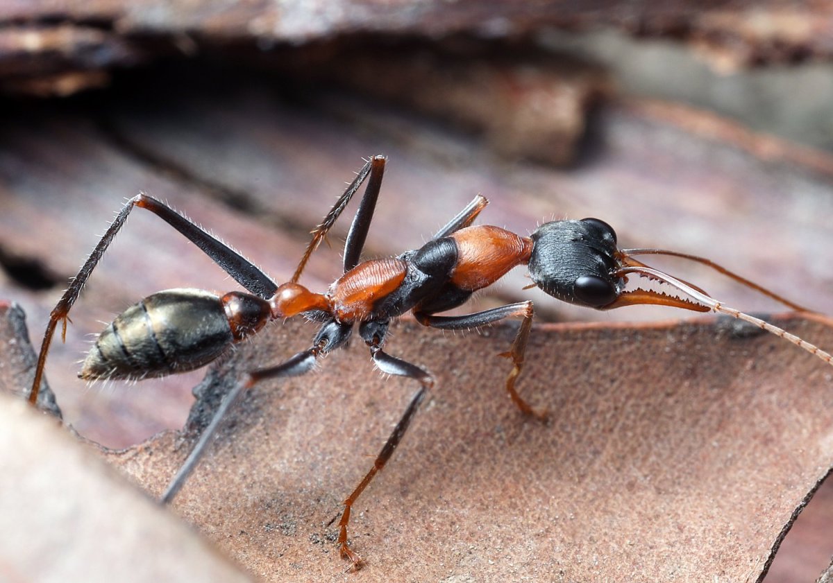 Муравьи Myrmecia