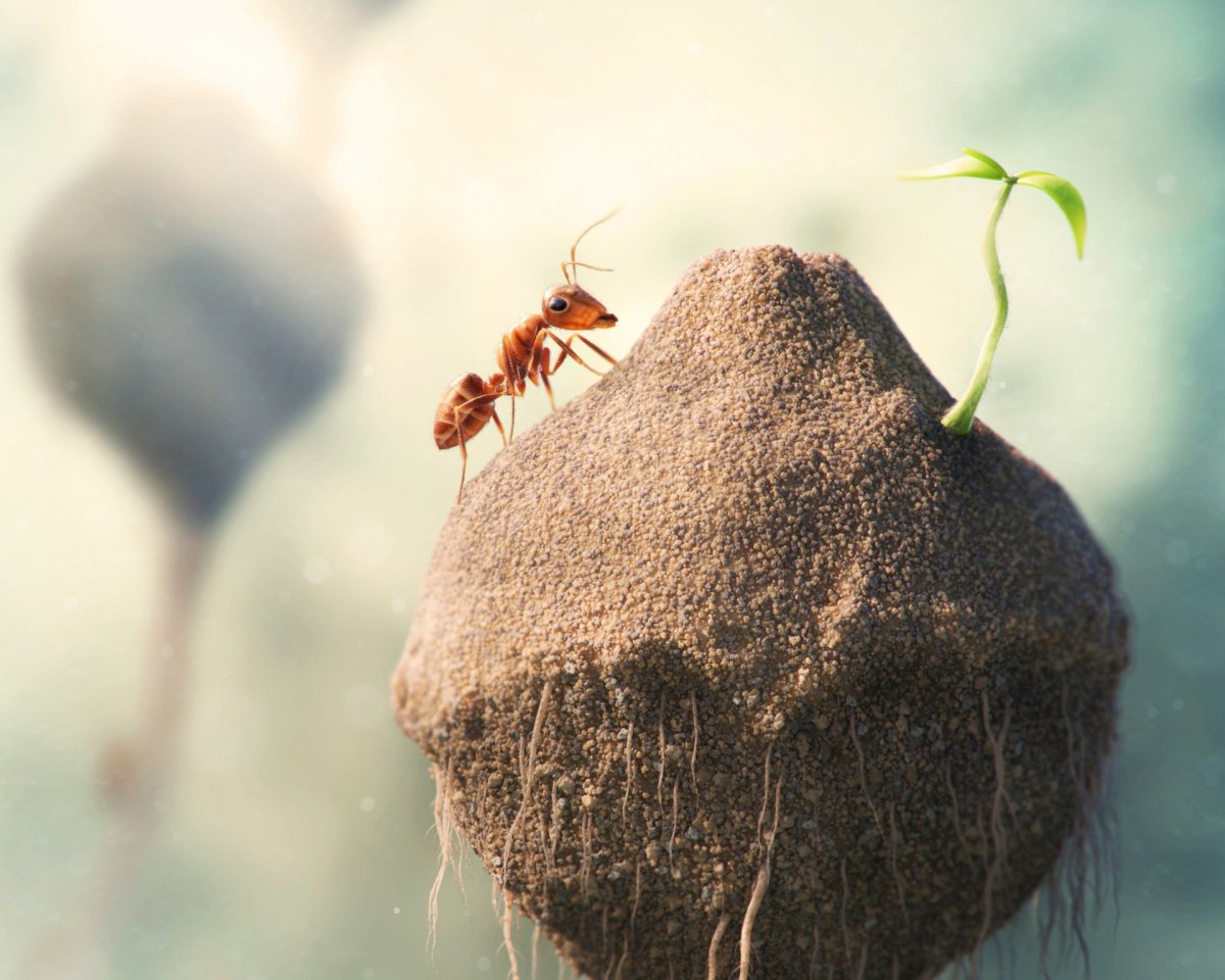 Муравьи обои