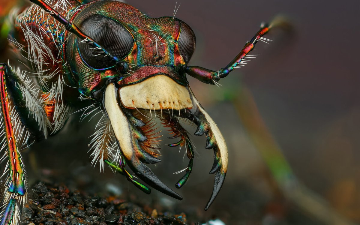 Мандибулы муравья