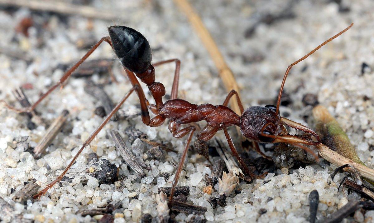 Myrmecia pavida