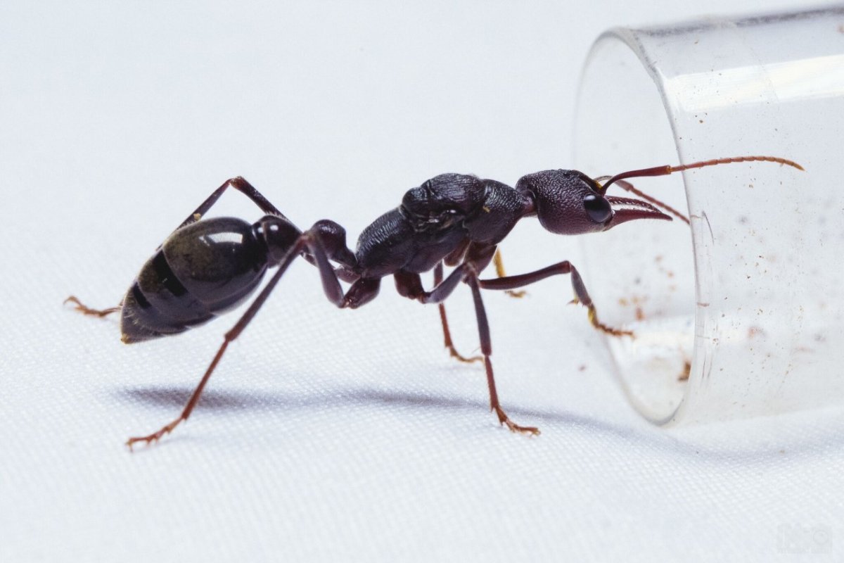 Myrmecia forficata