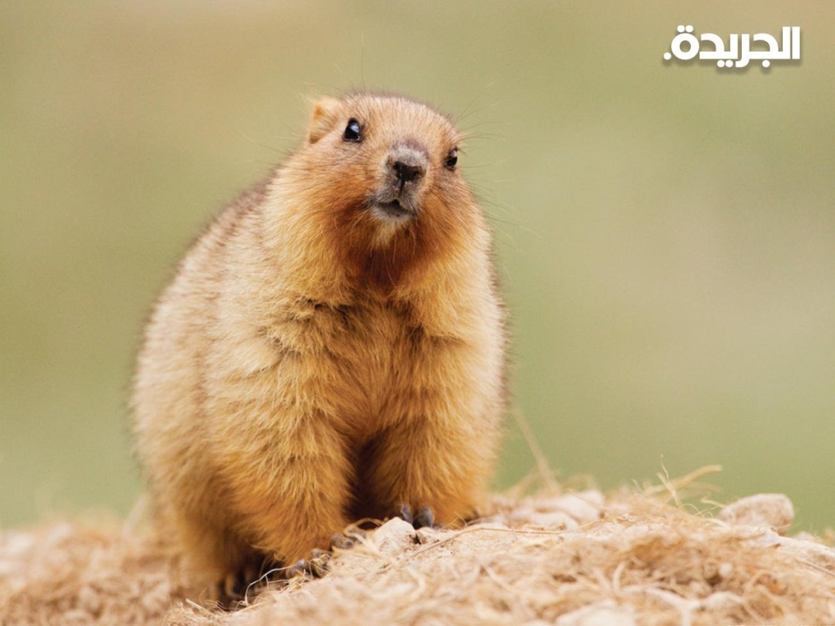 Туко-Туко животное