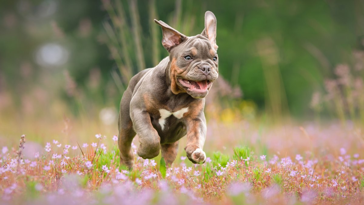 Французский бульдог