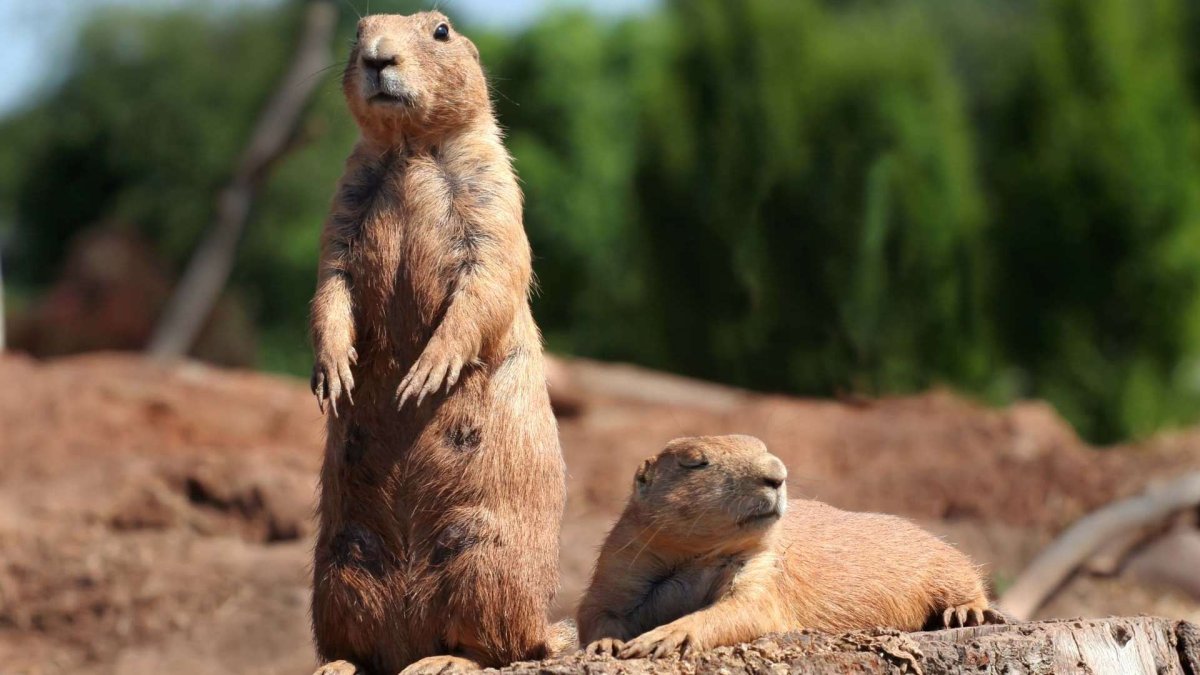 Большой суслик Байбак