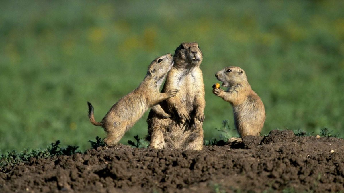 Три суслика