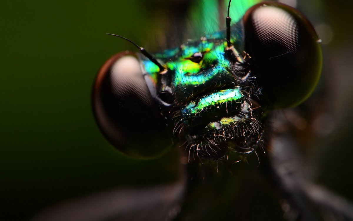 Насекомые заставка