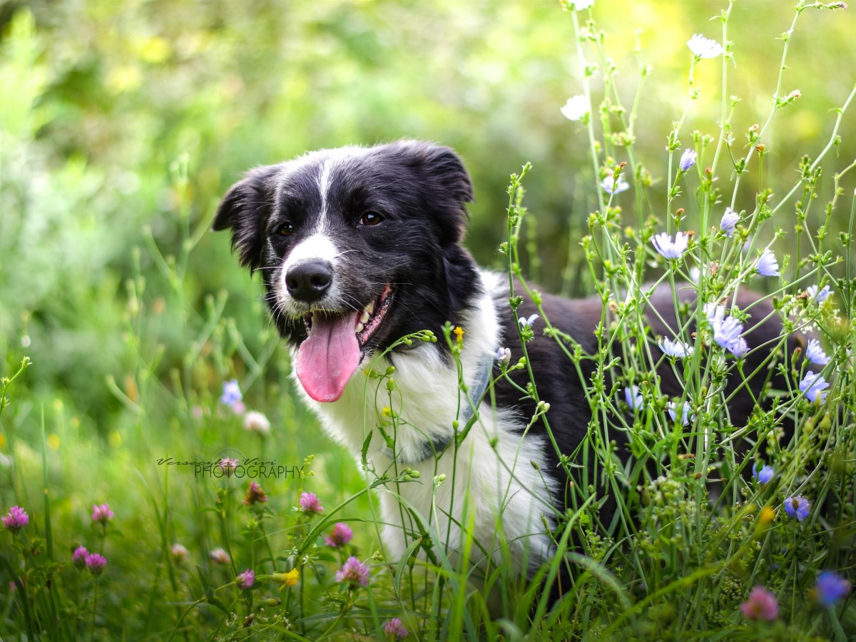 Собака на лужайке