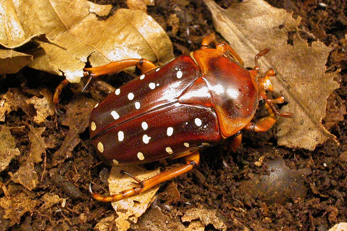 Жесткокрылые с шипами