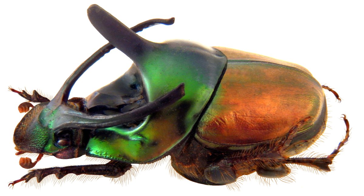 Жук Proagoderus lujendae