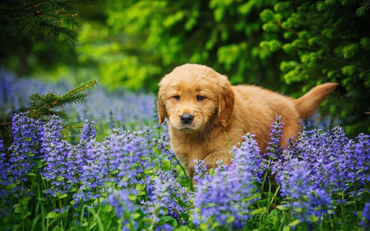 Собачки на природе