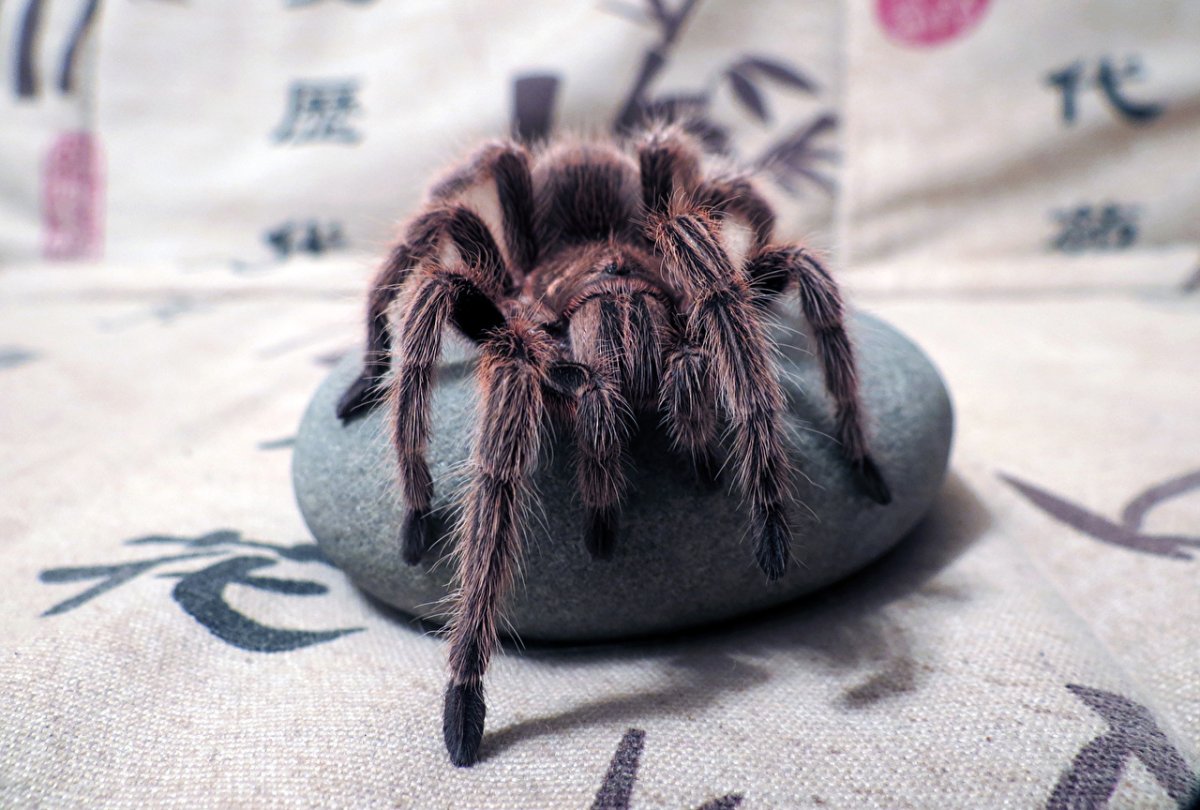 Паук птицеед Макросъемка