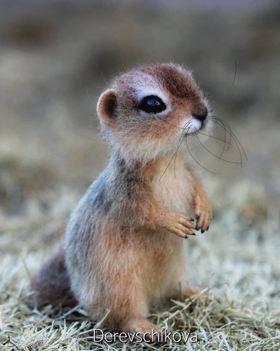 Суслик маленький