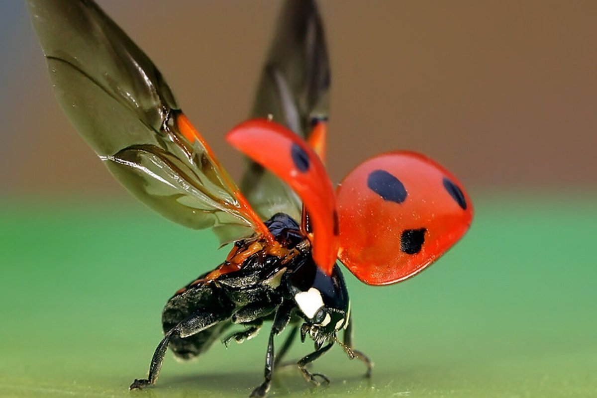 Божья коровка надкрылья