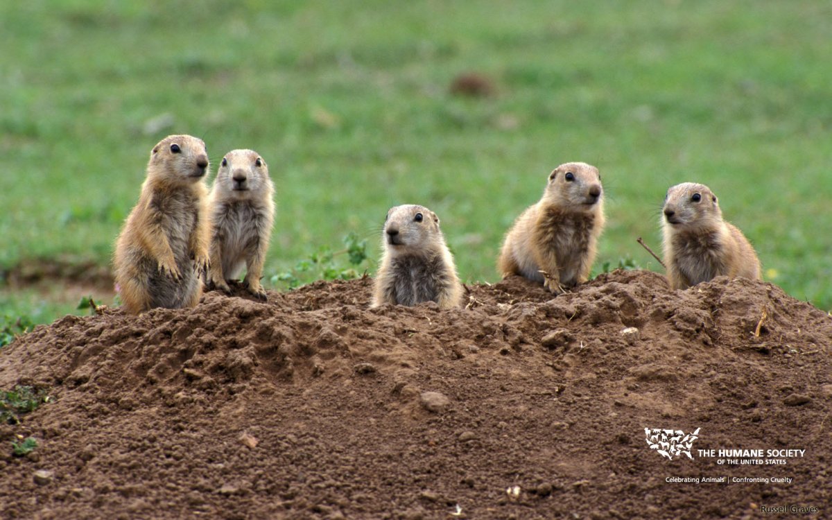 Колонии луговых собачек